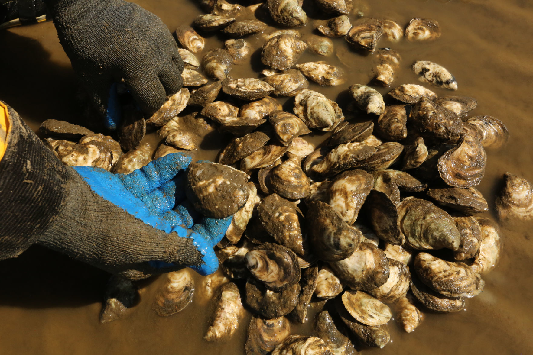 Delaware Bay Oyster Farming